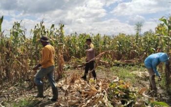 Pemantauan Panen Jagung di Dompu, Polri Perkuat Ketahanan Pangan Nasional