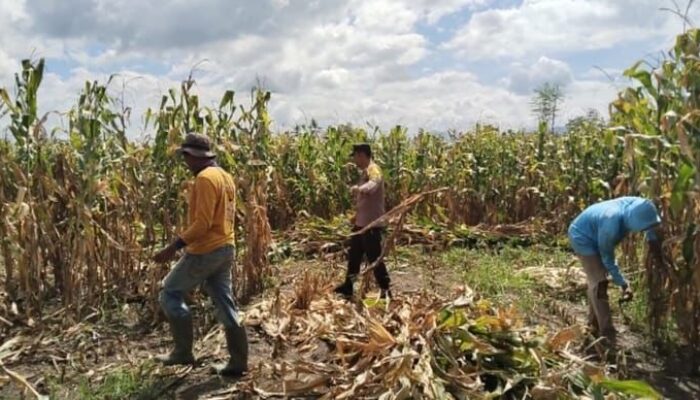 Pemantauan Panen Jagung di Dompu, Polri Perkuat Ketahanan Pangan Nasional