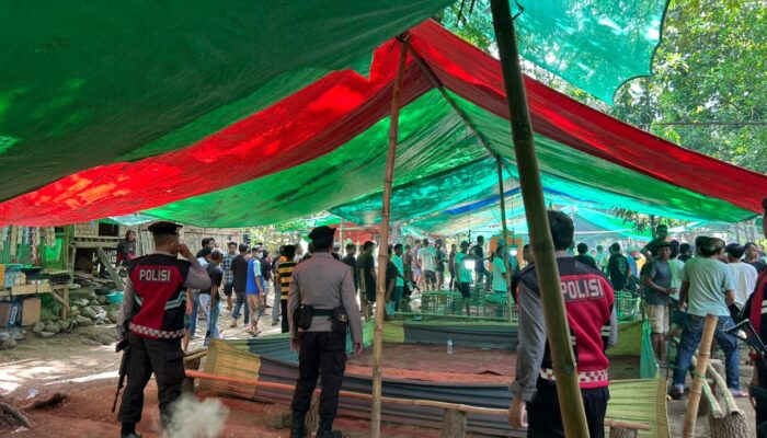 Sat Samapta Polres Bima Kota Sikat Sabung Ayam di 5 Lokasi, Warga Resah Terbantu