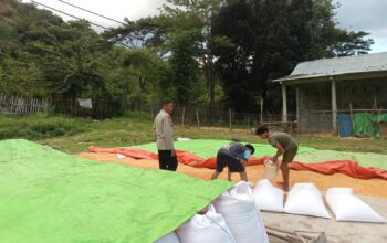 Pemantauan Lahan Jagung oleh Polsek Woja, Wujud Nyata Dukungan Ketahanan Pangan