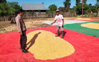 Bhabinkamtibmas Polsek Hu’u Pantau Penjemuran Hasil Panen Jagung Warga