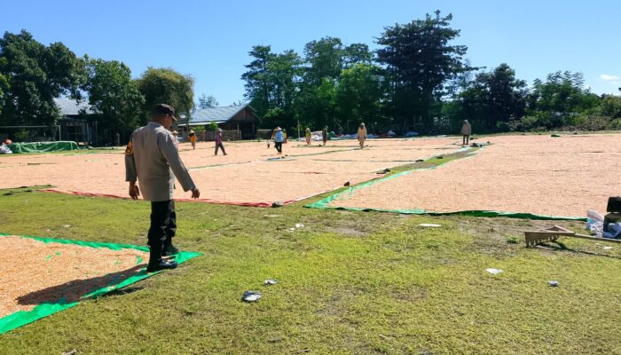 Dukung Ketahanan Pangan Nasional, Bhabinkamtibmas Polsek Manggelewa Pantau Hasil Panen Jagung Warga