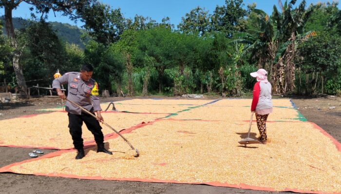 Lakukan Pemantauan Panen Jagung, Bhabinkamtibmas Dorong Distribusi Jagung ke Bulog