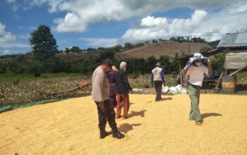 Bhabinkamtibmas Desa Kwangko Pantau Penjemuran Jagung, Dukung Ketahanan Pangan Nasional