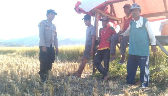 Sederhana Tapi Bermakna, Tanpa ada Jarak, Bhabinkamtibmas Polsek Woha Empati Sambangi dan Bantu Panen Padi Warga Binaan