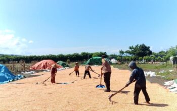 Polri Hadir di Tengah Petani, Dorong Produktivitas Jagung di Dompu