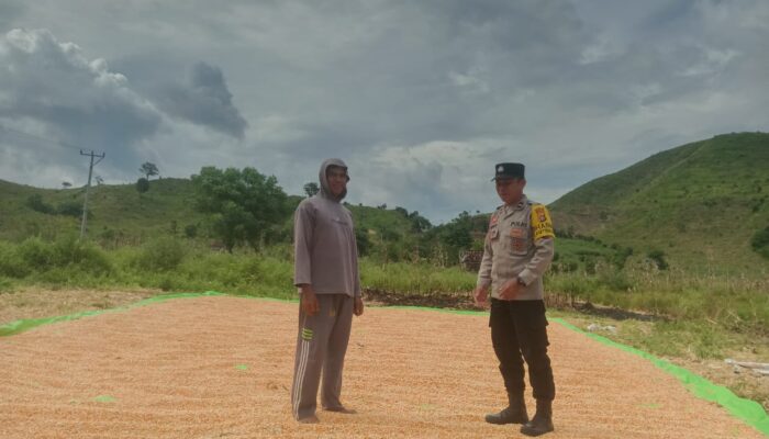 Dukung Program Pemerintah, Bhabinkamtibmas Ajak Petani Jual Jagung ke Bulog
