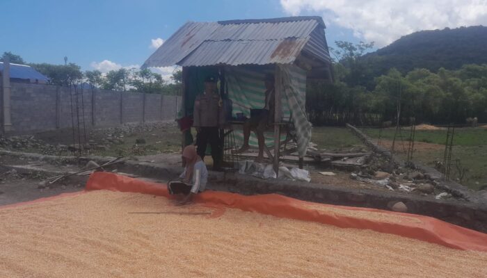 Bhabinkamtibmas Desa Daha Pantau Penjemuran Jagung Warga, Dukung Ketahanan Pangan Nasional