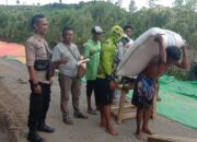 Bhabinkamtibmas Desa Rababaka Pantau Panen Jagung, Dukung Ketahanan Pangan Nasional