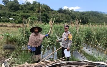 Dukung Asta Cita Presiden, Bhabinkamtibmas Desa Rhee Pantau Pertumbuhan Jagung Hibrida Milik Warga