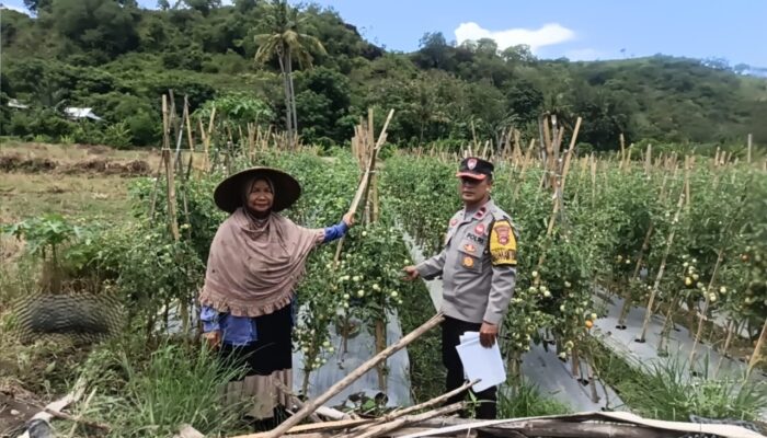 Dukung Asta Cita Presiden, Bhabinkamtibmas Desa Rhee Pantau Pertumbuhan Jagung Hibrida Milik Warga