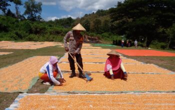 Polisi Dekat dengan Rakyat, Bhabinkamtibmas Nungga Dampingi Panen Jagung