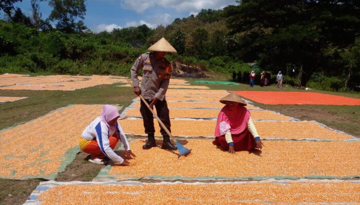 Polisi Dekat dengan Rakyat, Bhabinkamtibmas Nungga Dampingi Panen Jagung