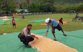 BHABINKAMTIBMAS POLSEK HU’U PANTAU PANEN JAGUNG WARGA, DUKUNG KETAHANAN PANGAN