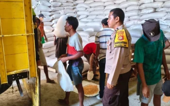 Sinergi Bhabinkamtibmas dan Petani Mareje Timur: Dorong Distribusi Hasil Panen Jagung Berkualitas ke Bulog
