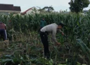 Ketahanan Pangan Nasional: Aksi Nyata Bhabinkamtibmas Labuapi Sulap Pekarangan Jadi Lahan Produktif