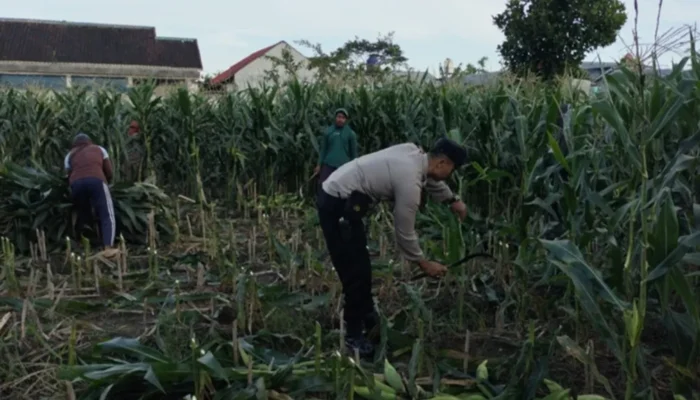 Ketahanan Pangan Nasional: Aksi Nyata Bhabinkamtibmas Labuapi Sulap Pekarangan Jadi Lahan Produktif