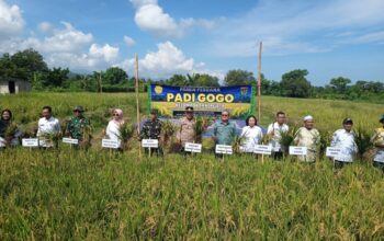 Panen Perdana Padi Gogo, Harapan Baru Petani Rempek