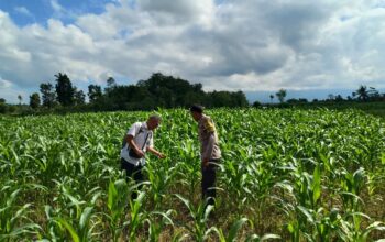 Bhabinkamtibmas Desa Bebuak Cek Pertumbuhan Jagung Warga Dukung Ketahanan Pangan