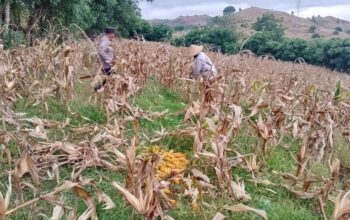 Polri Dampingi Panen Jagung demi Swasembada Pangan