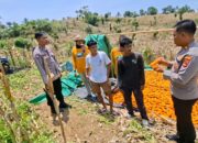 Polres Lombok Tengah Tinjau Panen Jagung di Kuta, Dukung Ketahanan Pangan