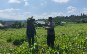 Polres Lombok Tengah Dukung Ketahanan Pangan, Bhabinkamtibmas Terjun Langsung Cek Lahan Jagung Warga