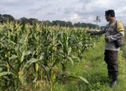 Kunci Stabilitas Desa Bagik Polak: Sinergi Kuat Polsek Labuapi dan Petani demi Ketahanan Pangan