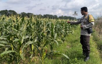 Kunci Stabilitas Desa Bagik Polak: Sinergi Kuat Polsek Labuapi dan Petani demi Ketahanan Pangan