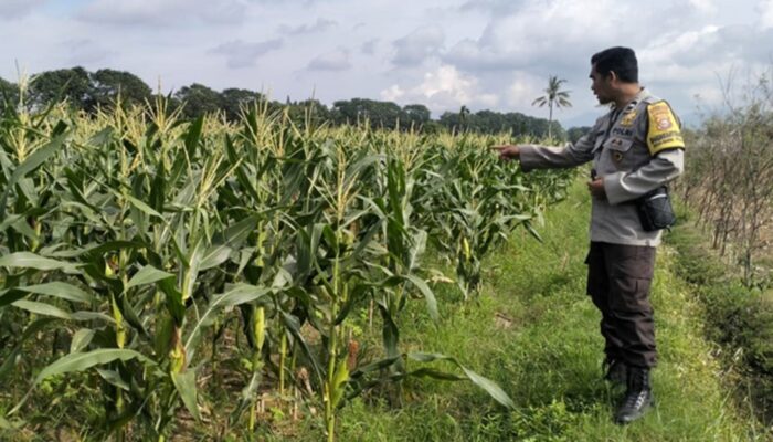 Kunci Stabilitas Desa Bagik Polak: Sinergi Kuat Polsek Labuapi dan Petani demi Ketahanan Pangan