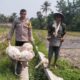Sinergi Polsek Labuapi dan Petani Jaga Ketahanan Pangan