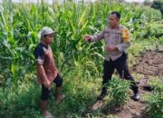 Petani Jagung Dusun Jogot Didorong Optimalkan Lahan Pekarangan