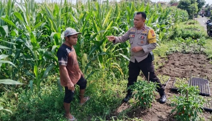 Bhabinkamtibmas Labuapi Dorong Swasembada Jagung di Lombok Barat
