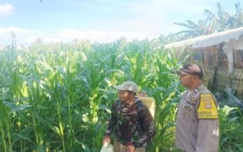 Polsek Gerung di Desa Banyu Urip, Kawal Ketahanan Pangan Langsung dari Lahan Pertanian