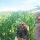 Polsek Gerung di Desa Banyu Urip, Kawal Ketahanan Pangan Langsung dari Lahan Pertanian