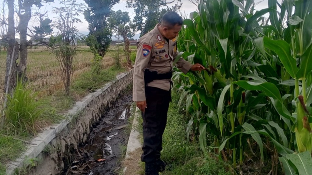 Cara Polsek Labuapi Jaga Ketahanan Pangan Nasional