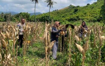 Cara Polsek Sekotong Dukung Ketahanan Pangan Nasional