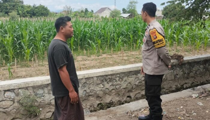 Lahan Kosong Jadi Kebun Jagung, Cara Bhabinkamtibmas Polsek Labuapi Wujudkan Ketahanan Pangan Nasional