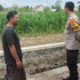 Lahan Kosong Jadi Kebun Jagung, Cara Bhabinkamtibmas Polsek Labuapi Wujudkan Ketahanan Pangan Nasional