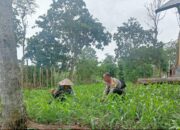 Bhabinkamtibmas Desa Arjangka Sambangi Petani, Ajak Warga Dukung Ketahanan Pangan dan Jaga Kamtibmas