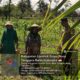 Bhabinkamtibmas Desa Selagik Cek Lahan Jagung Warga, Dukung Ketahanan Pangan