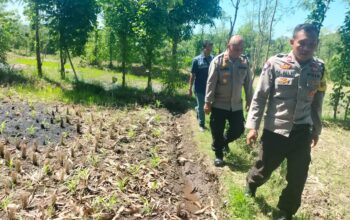 Kapolsek Sakra Monitoring Lahan Jagung di Desa Sakra, Berikan Edukasi Perawatan Tanaman kepada Petani