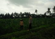 Bhabinkamtibmas Desa Masbagik Selatan Cek Lahan Ketahanan Pangan Bergizi di Tanak Malit Utara