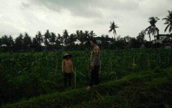 Bhabinkamtibmas Desa Masbagik Selatan Cek Lahan Ketahanan Pangan Bergizi di Tanak Malit Utara