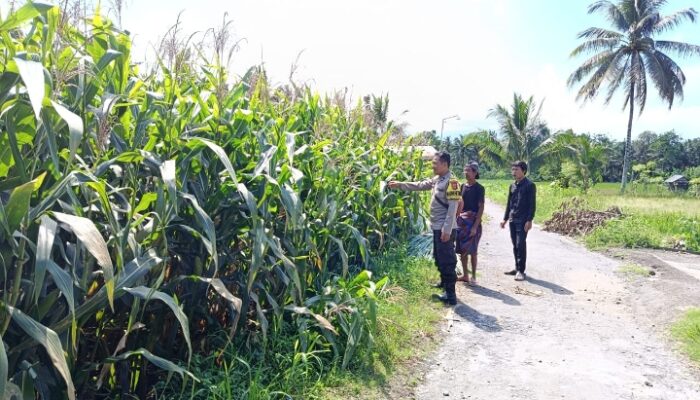 Bhabinkamtibmas Desa Aikmel Timur Monitoring Tanaman Jagung Warga untuk Dukung Ketahanan Pangan