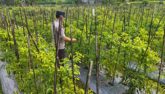 Bhabinkamtibmas desa lendang nangka Polsek Masbagik Cek lahan ketahanan Pangan bergizi di dusun gonjong