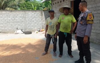 Personel Polsek Labuapi Turun Tangan Pastikan Kualitas Panen Jagung Petani Melimpah