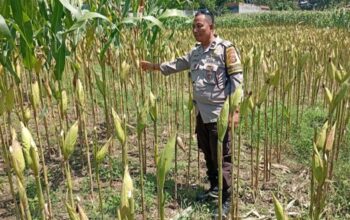Polsek Labuapi Kawal Petani Jagung Lombok Barat Hadapi Panen