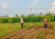 Sinergi Polsek Labuapi dan Petani Perkuat Stok Pangan