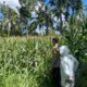 Bhabinkamtibmas Desa Pringgajurang Utara Cek Lahan Jagung Warga, Dukung Ketahanan Pangan Nasional