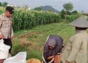 Sinergi Bhabinkamtibmas dan Petani Optimalkan Lahan